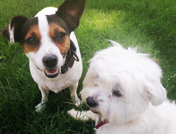 Dog daycare in Pimlico and Kennington